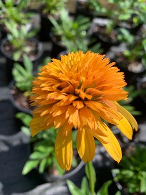 Echinacea purperea Orange Facinator