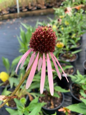Echinacea pallida 