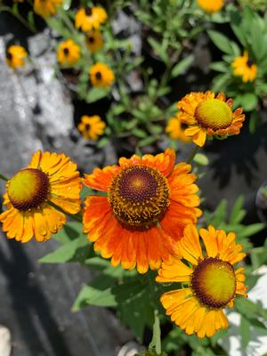 Helenium Mardi Gras