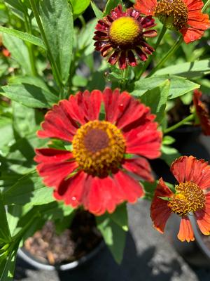 Helenium autumnale Salsa