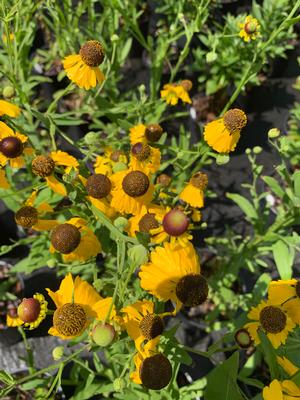 Helenium flexuosum Tiny Dancer