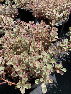Sedum spurium Tricolor