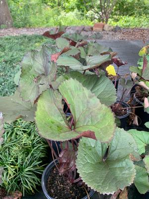 Ligularia Britt-Marie Crawford