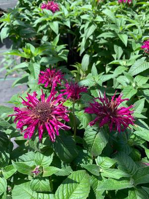 Monarda didyma Balmy Purple