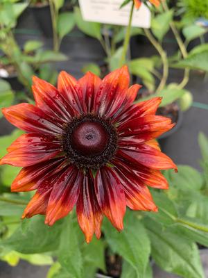 Rudbeckia hirta Cherry Brandy