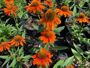 Echinacea Sombrero Adobe Orange