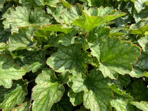 Heuchera Carnival Cocomint