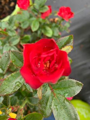 Rosa Knockout® Petite (PP30811) 