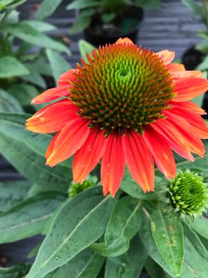 Echinacea purpurea Sombrero Hot Coral