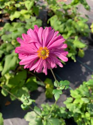 Anemone Pamina 