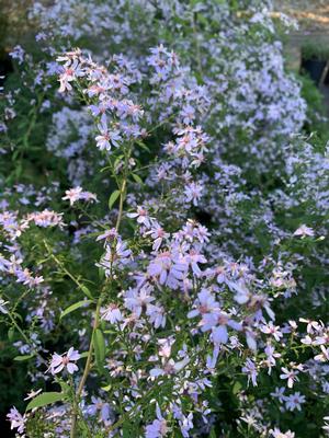 Aster cordifolius Avondale