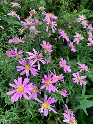 Aster dumosus Woods Pink