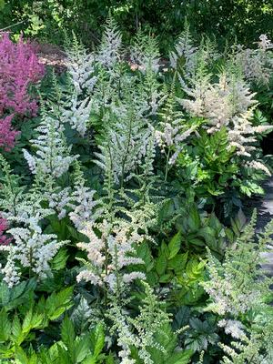 Astilbe chinensis Visions in White