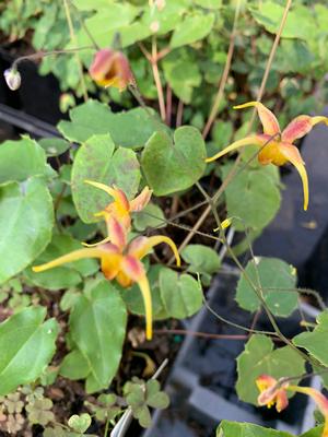 Epimedium x Amber Queen