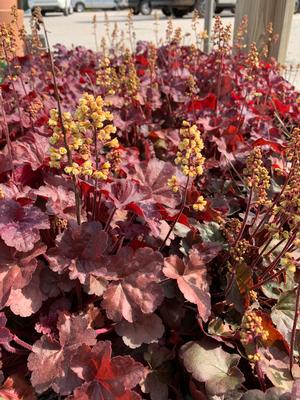 Heuchera Blondie