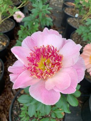 Paeonia lactiflora Do Tell