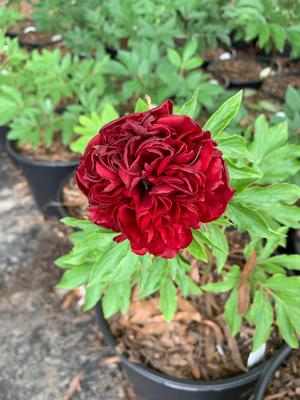 Paeonia lactiflora Henry Bockstoce