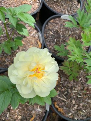 Paeonia lactiflora Lemon Chiffon