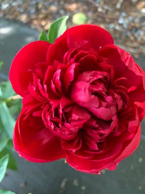 Paeonia lactiflora Many Happy Returns