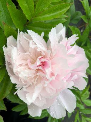Paeonia lactiflora Pecher