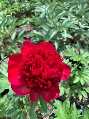 Paeonia lactiflora Red Charm