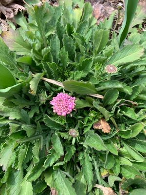 Scabiosa Pink Mist