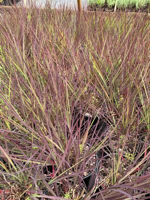 Andropogon gerardii Blackhawks