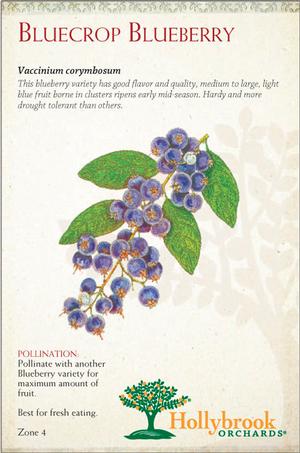 Fruit - Blueberry Fruit - Blueberry Bluecrop (N. Highbush)