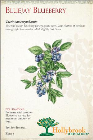 Fruit - Blueberry Fruit - Blueberry Bluejay (N. Highbush)