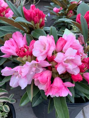 Rhododendron Mardi Gras