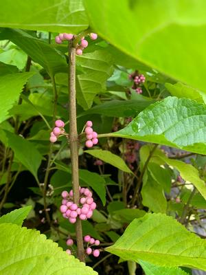 Callicarpa americana Welch's Pink