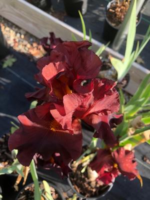 Iris germanica War Chief