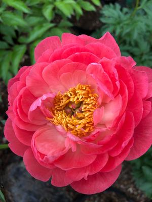 Paeonia lactiflora Hawaiian Coral
