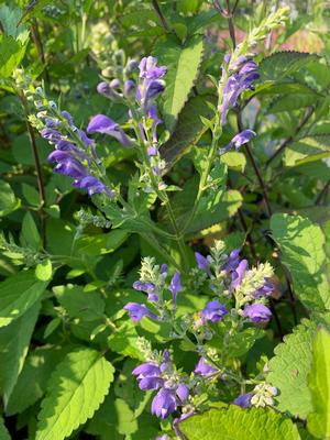 Scutellaria incana 