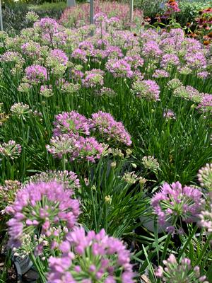 Allium Serendipity