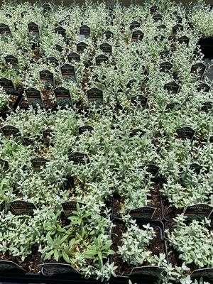 Cerastium tomentosum 