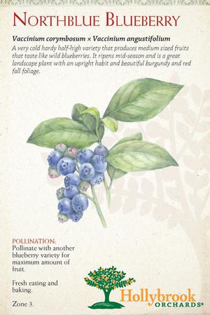 Fruit - Blueberry Fruit-Blueberry Northblue (Half-High)