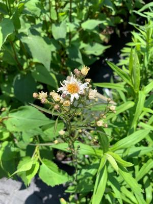 Aster novae- angliae 