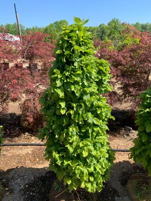 Carpinus betulus Columnaris Nana