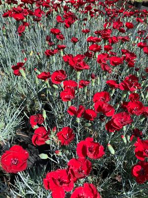 Dianthus Cherry Pie