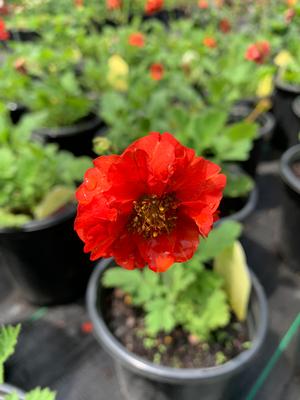 Geum Double Bloody Mary