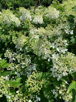 Hydrangea paniculata Phantom