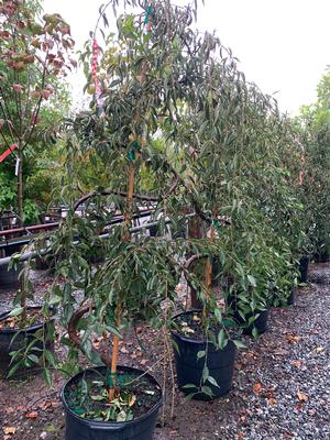 Prunus subhirtella Pendula Serpentine