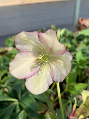 Helleborus French Kiss