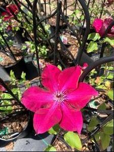Clematis Nubia