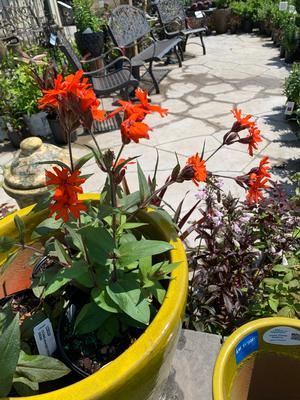 Lychnis arkwrightii Orange Gnome