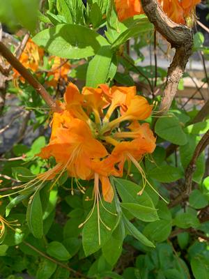 Azalea-Rhododendron viscosum Deciduous Native 