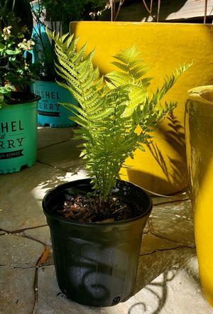 Fern-Matteucia struthiopteris The King