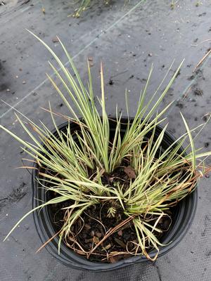 Acorus gramineus Variegatus