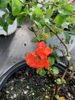 Chaenomeles Double Take® Peach (pp30231) 